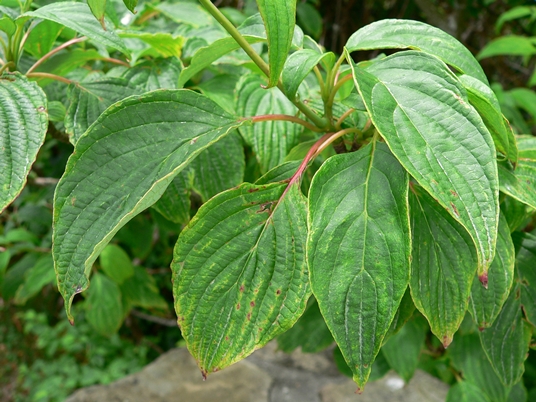 {Cornus alternifolia}